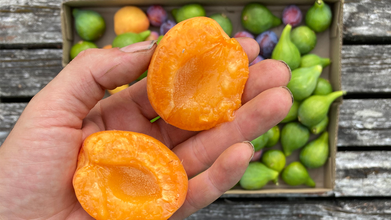 fresh apricots and figs